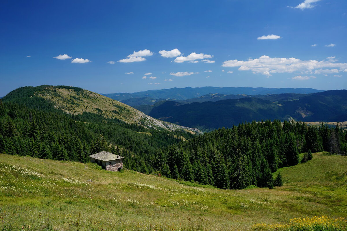 чернатица