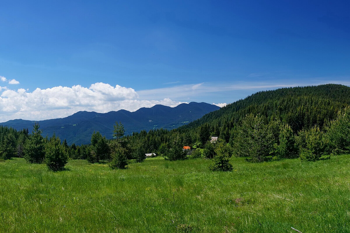 персенк чернатица
