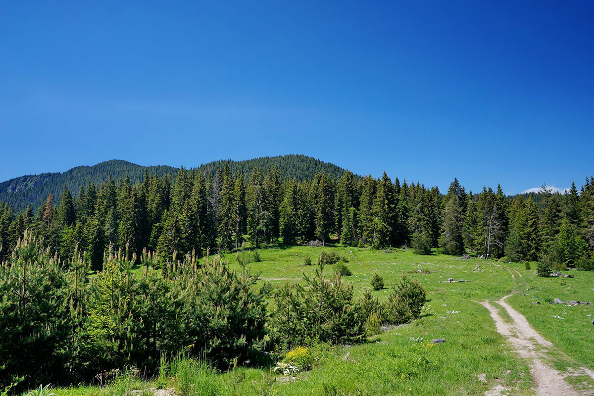 панорама чернатица